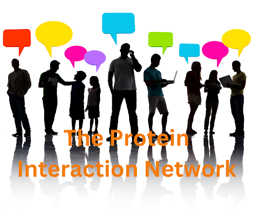 What is the protein interaction network