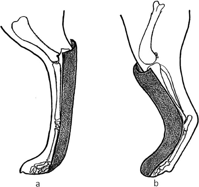 Principles of fracture fixation techniques