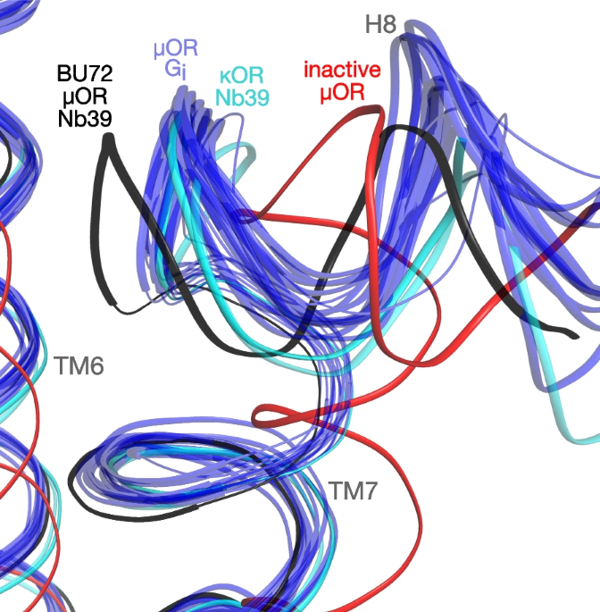 Reanalysis of a î opioid receptor crystal structure reveals a covalent adduct with bu bmc biology full text