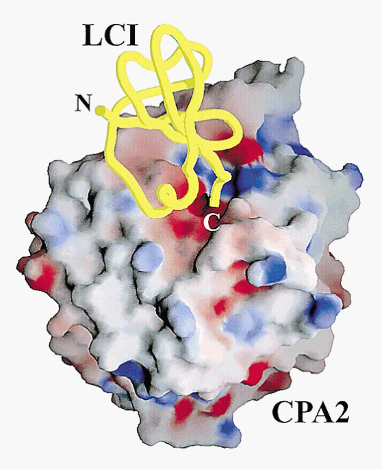 Structure of a novel leech carboxypeptidase inhibitor determined free in solution and in plex with human carboxypeptidase a structural molecular biology