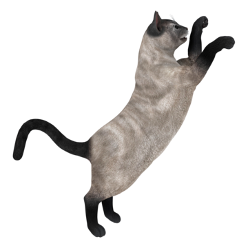 Siamese cats png transparent images free download vector files