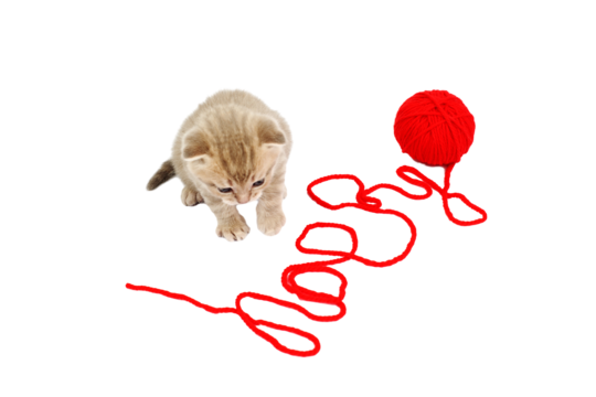 Cat playing with yarn ball png transparent images free download vector files