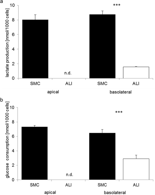 Airâliquid interface cultures trigger a metabolic shift in intestinal epithelial cells ipec