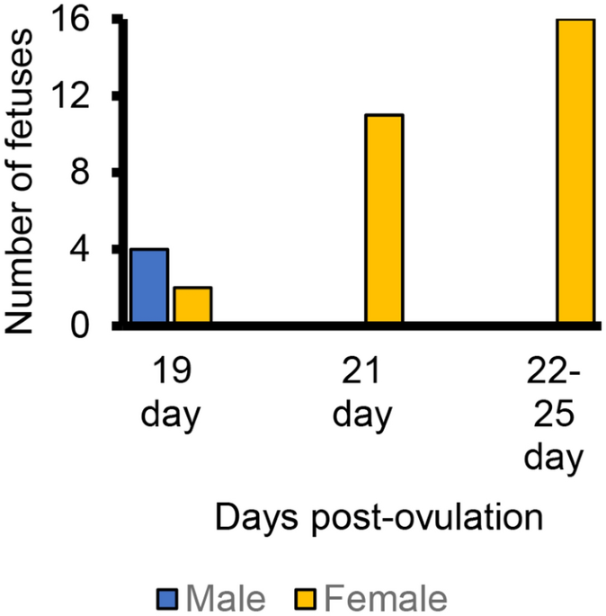 Gender disparity in survival of early porcine fetuses due to altered androgen receptor or associated u spliceosome ponent scientific reports