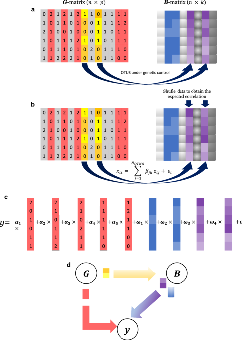 Opportunities and limits of bining microbiome and genome data for plex trait prediction genetics selection evolution full text