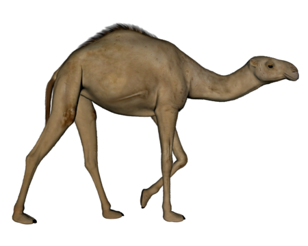 D camel png transparent images free download vector files