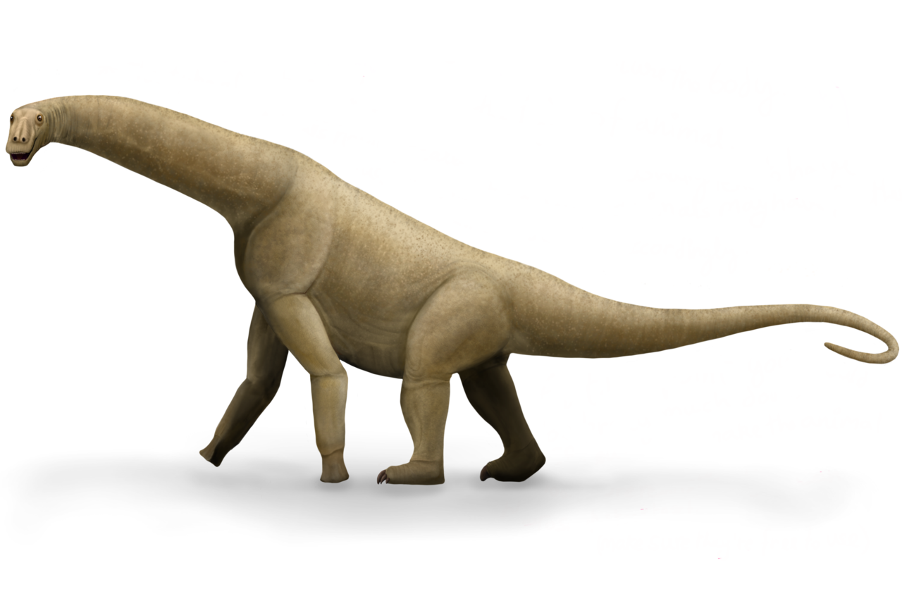 Fileisisaurus colberti reconstructionpng