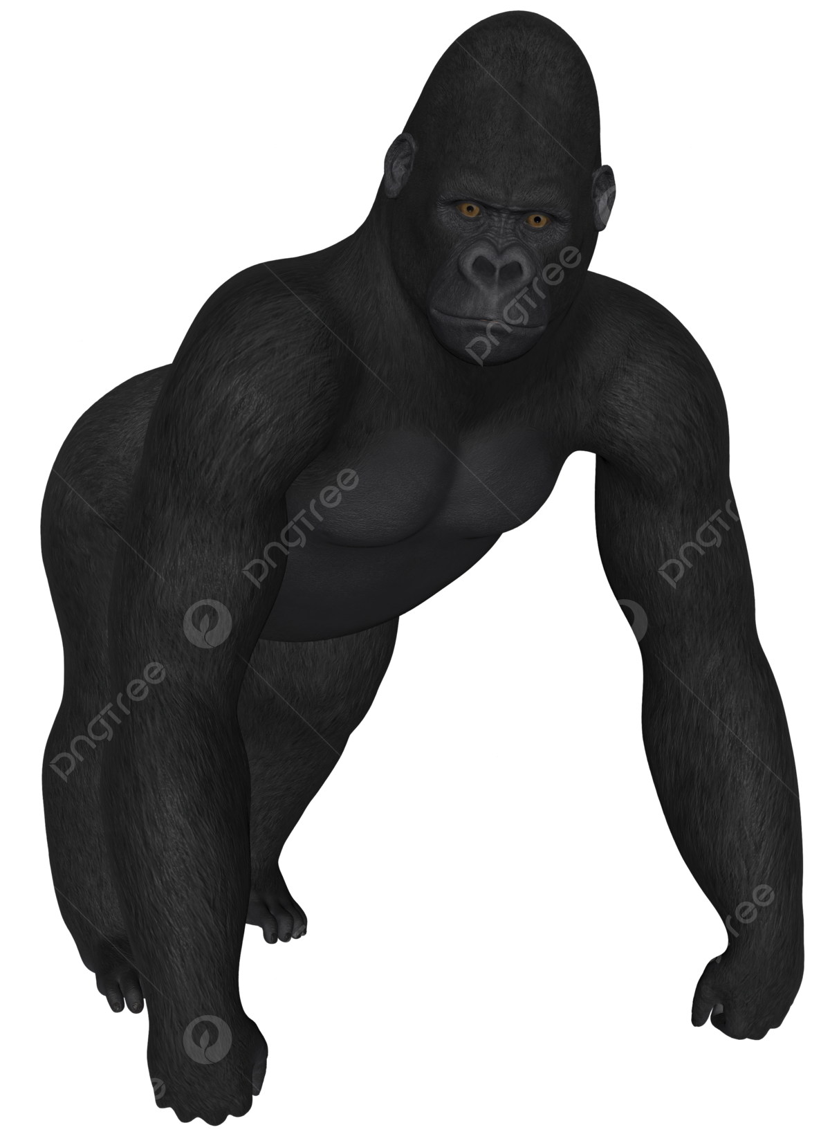 Primate png transparent images free download vector files