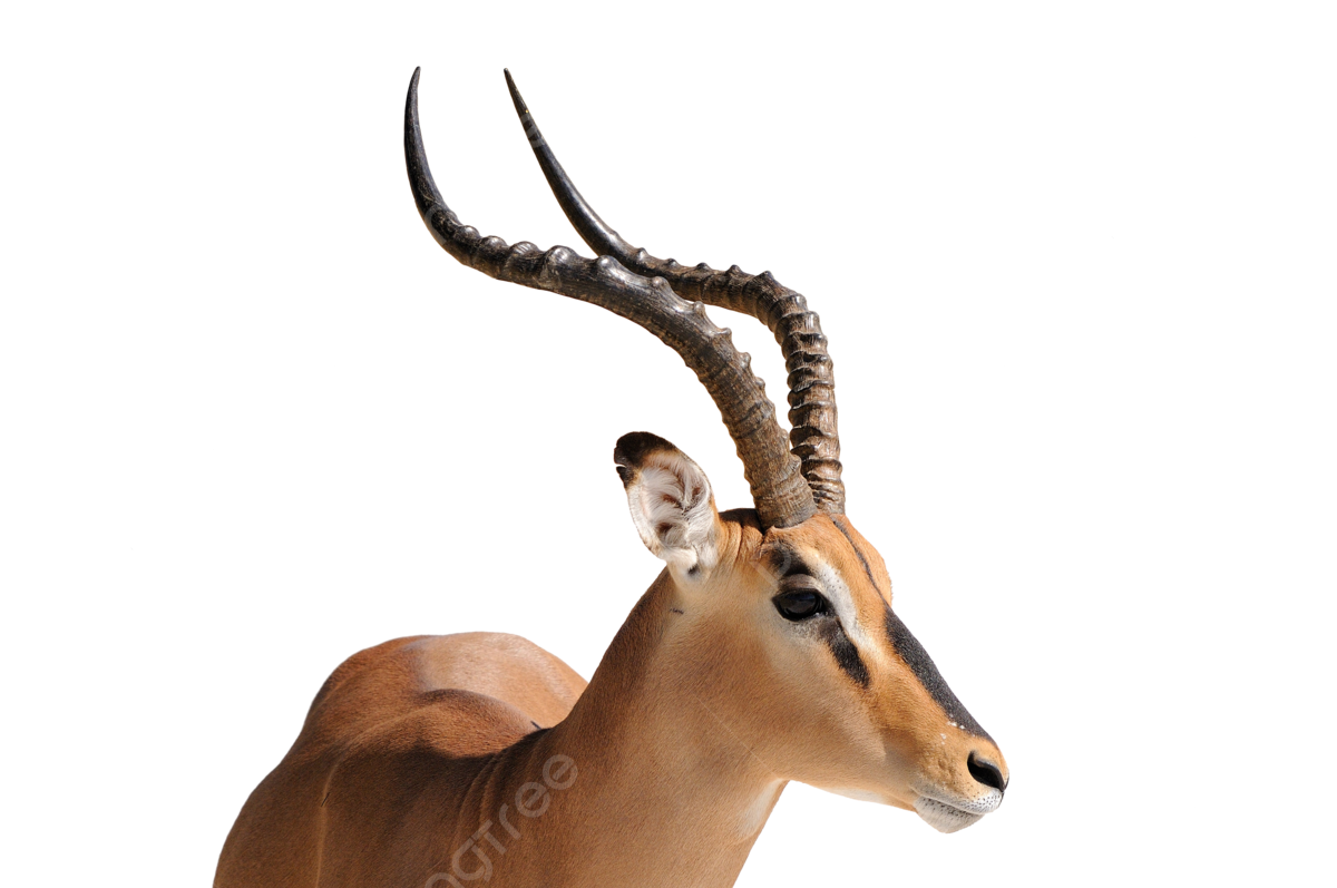 Impala png transparent images free download vector files