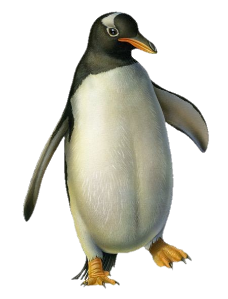 Penguin png transparent images free download