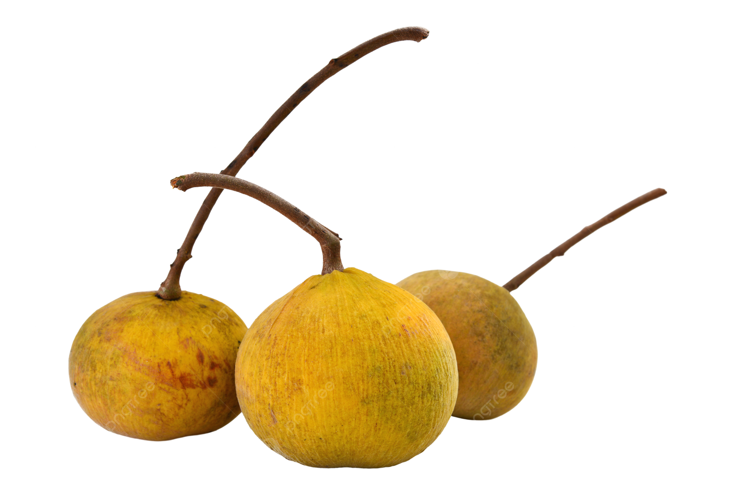 Santol fruit png vector psd and clipart with transparent background for free download