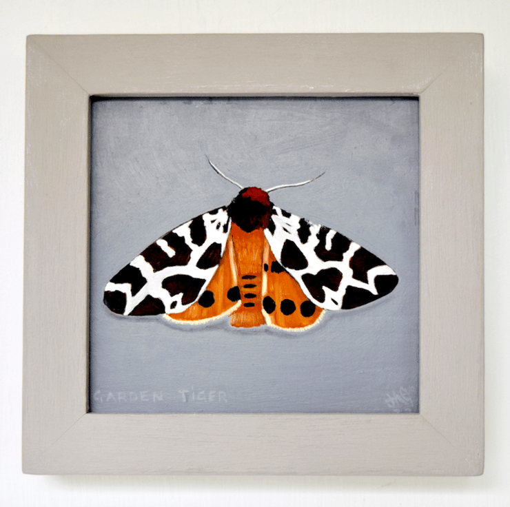 Garden tiger moth