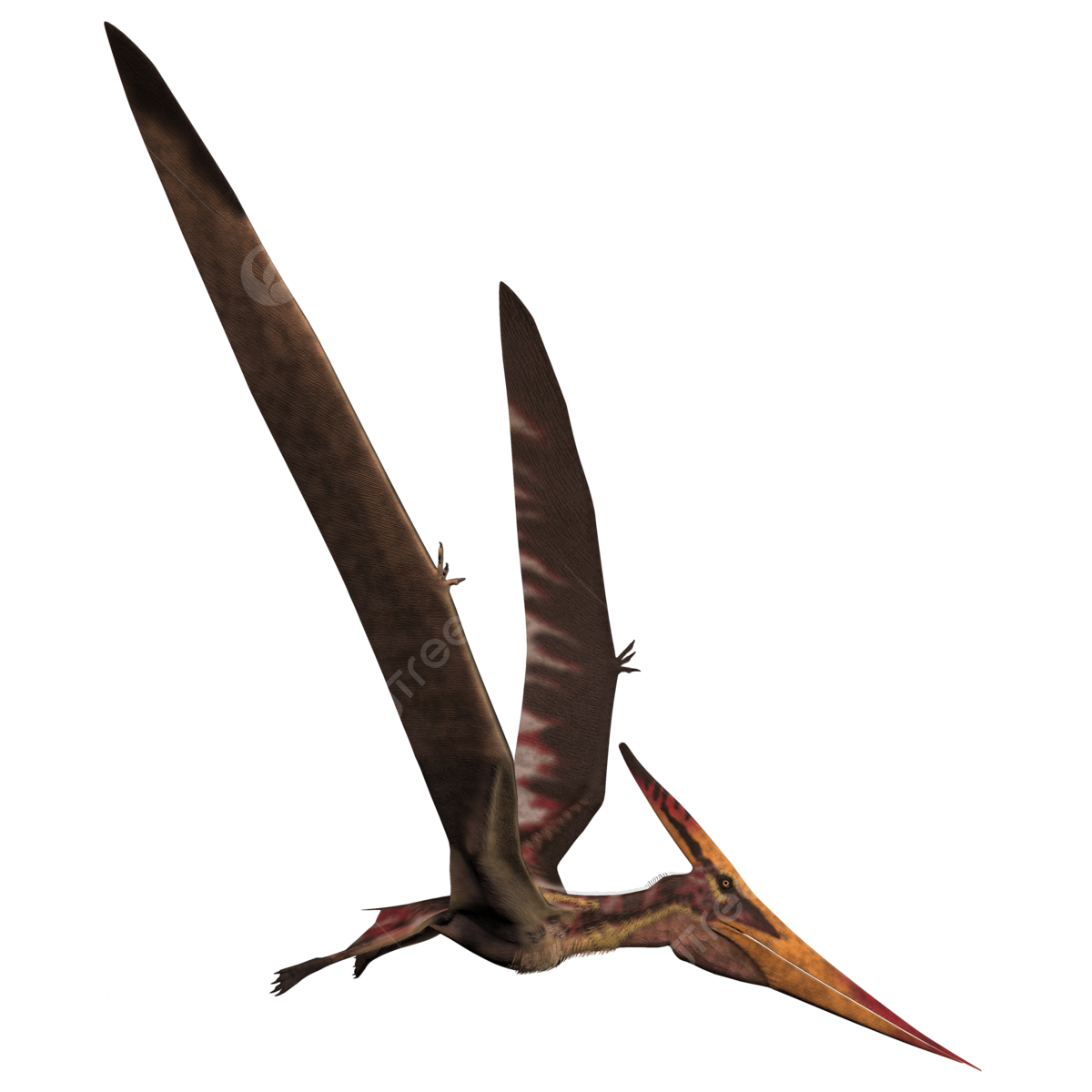 Pteranodon png vector psd and clipart with transparent background for free download