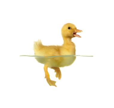 Beijing duck background png transparent images free download vector files