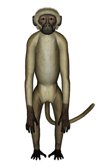 Monkey d png transparent images free download vector files