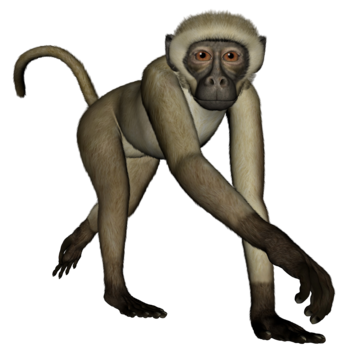 Monkey d png transparent images free download vector files