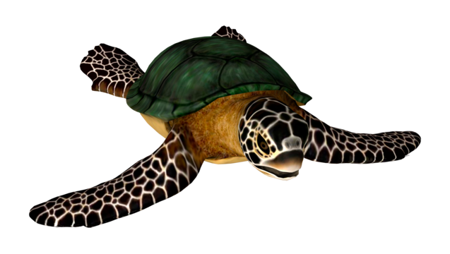 Sea turtle png vector psd and clipart with transparent background for free download