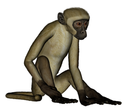 Monkey d png transparent images free download vector files