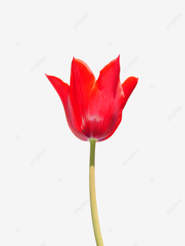 Red tulip tulip isolated red decoration png transparent image and clipart for free download