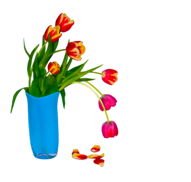 Vase tulip png transparent images free download vector files