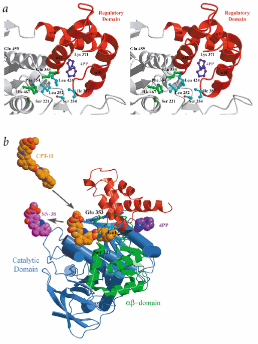 Structural insights into cpt