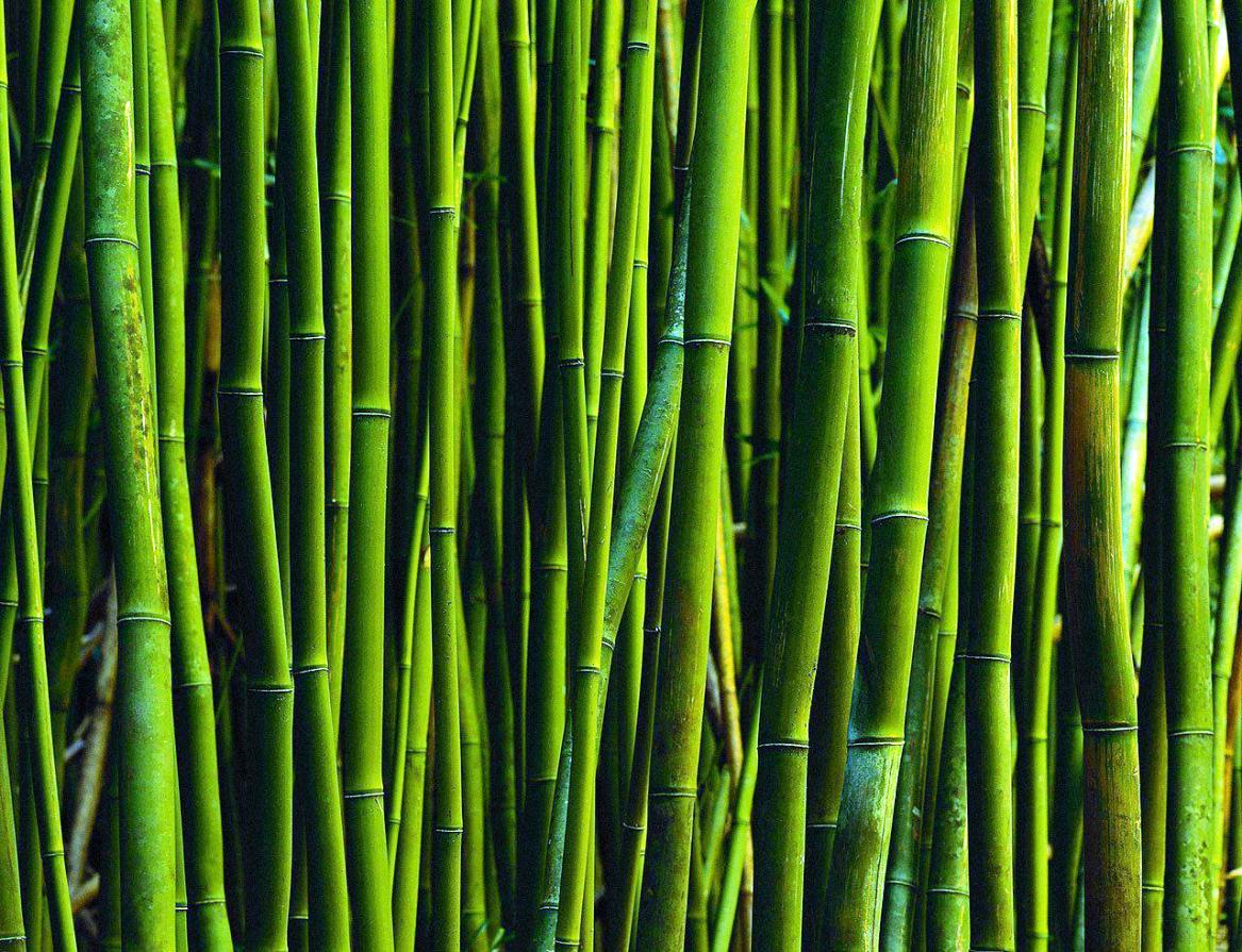 Download Free 100 + 4k bamboo images