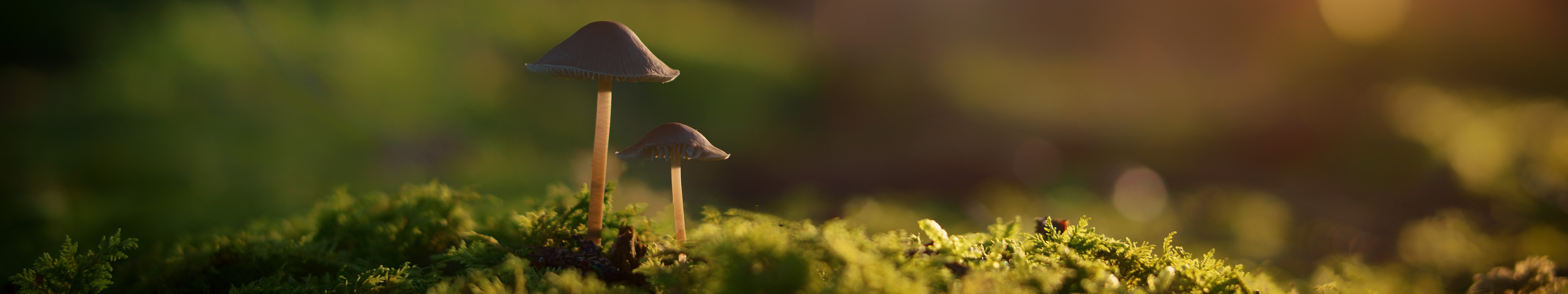 Nature grass plants mushroom depth of field triple screen x wallpaper