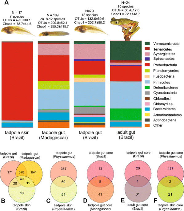 Gut bacterial munities across tadpole eorphs in two diverse tropical anuran faunas the science of nature