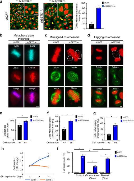 Setda protects from senescence through regulation of the mitotic gene expression program munications