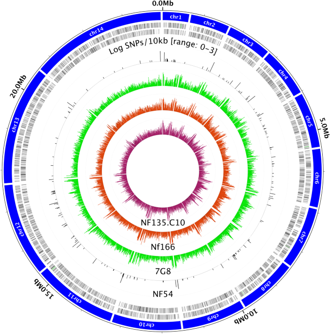 Strains used in whole organism plasmodium falciparum vaccine trials differ in genome structure sequence and immunogenic potential genome medicine full text