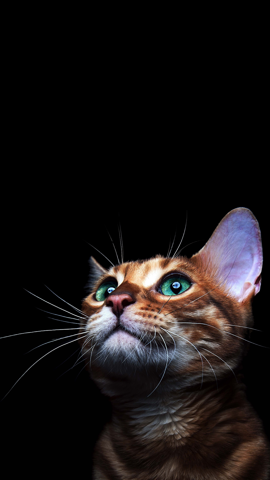 K cat amoled phone wallpaper