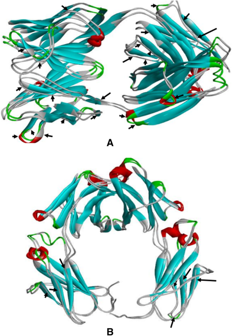 Effects of orientation on the stability and affinity of antibodyâgnp conjugation the protein journal