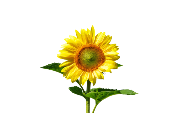 Sunflower circle png transparent images free download vector files