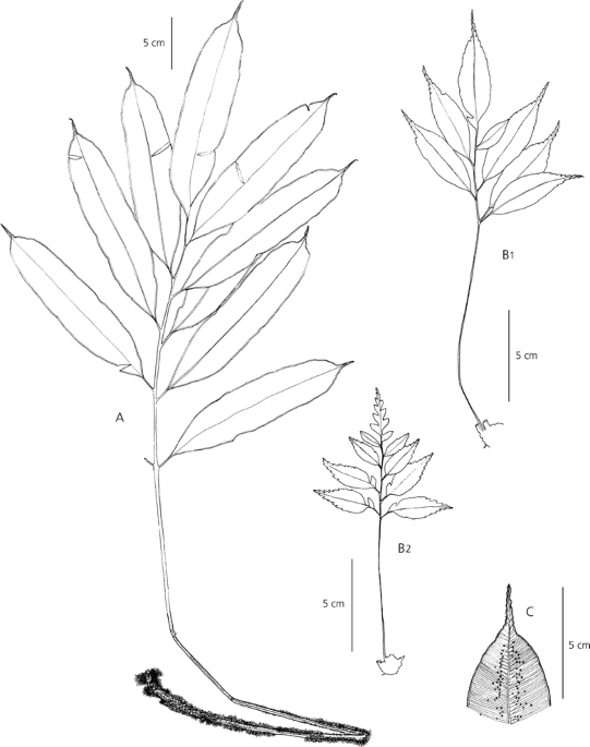 Newly discovered diversity in the tropical fern genus metaxya based on morphology and molecular phylogenetic analyses kew bulletin