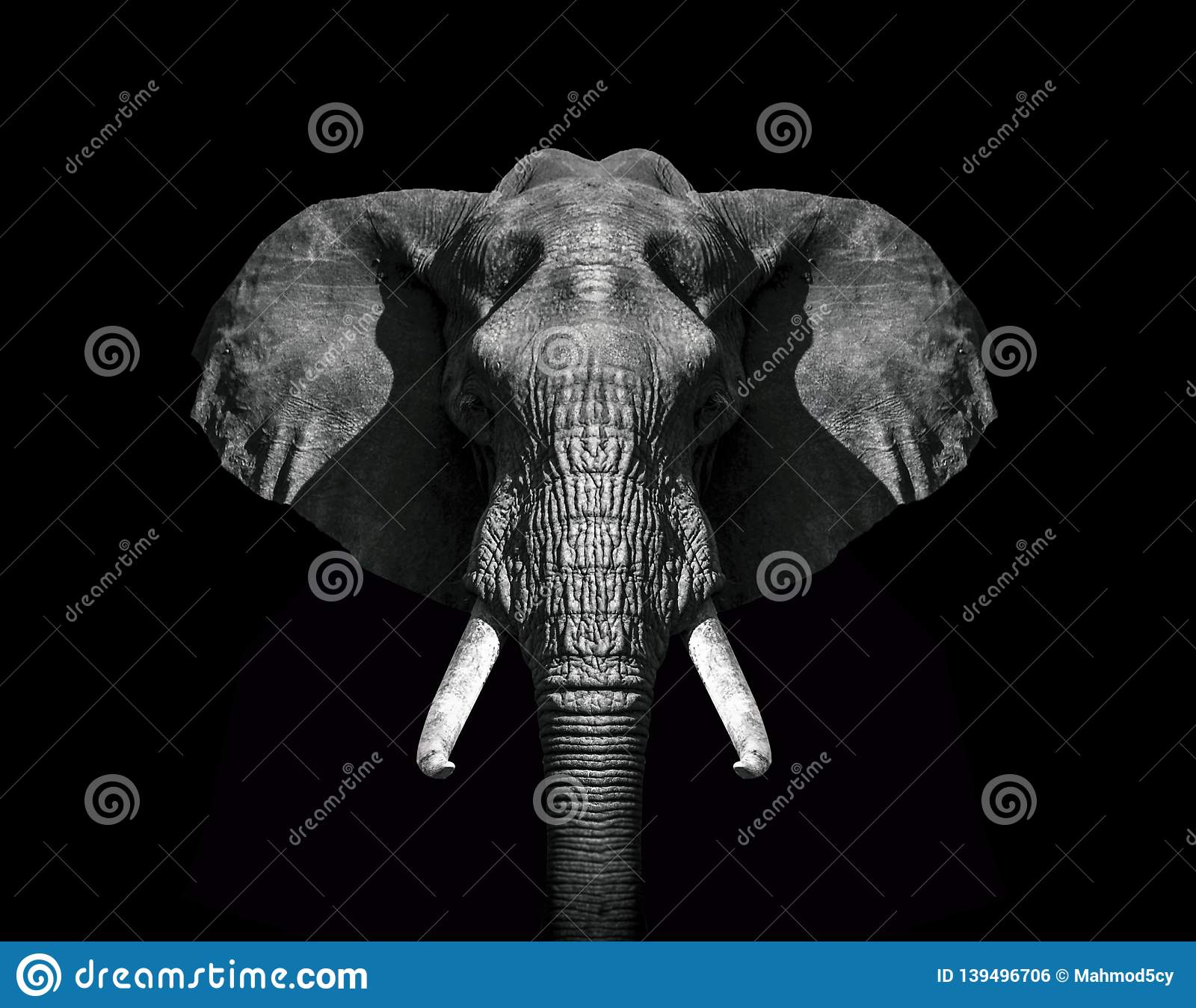 African elephant, facts and photos