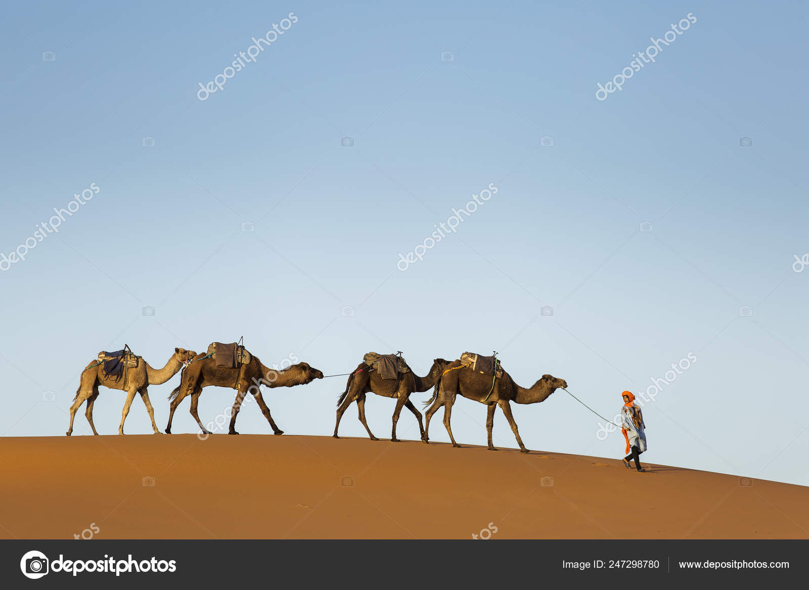 Camel Wallpapers Top Free Camel Backgrounds