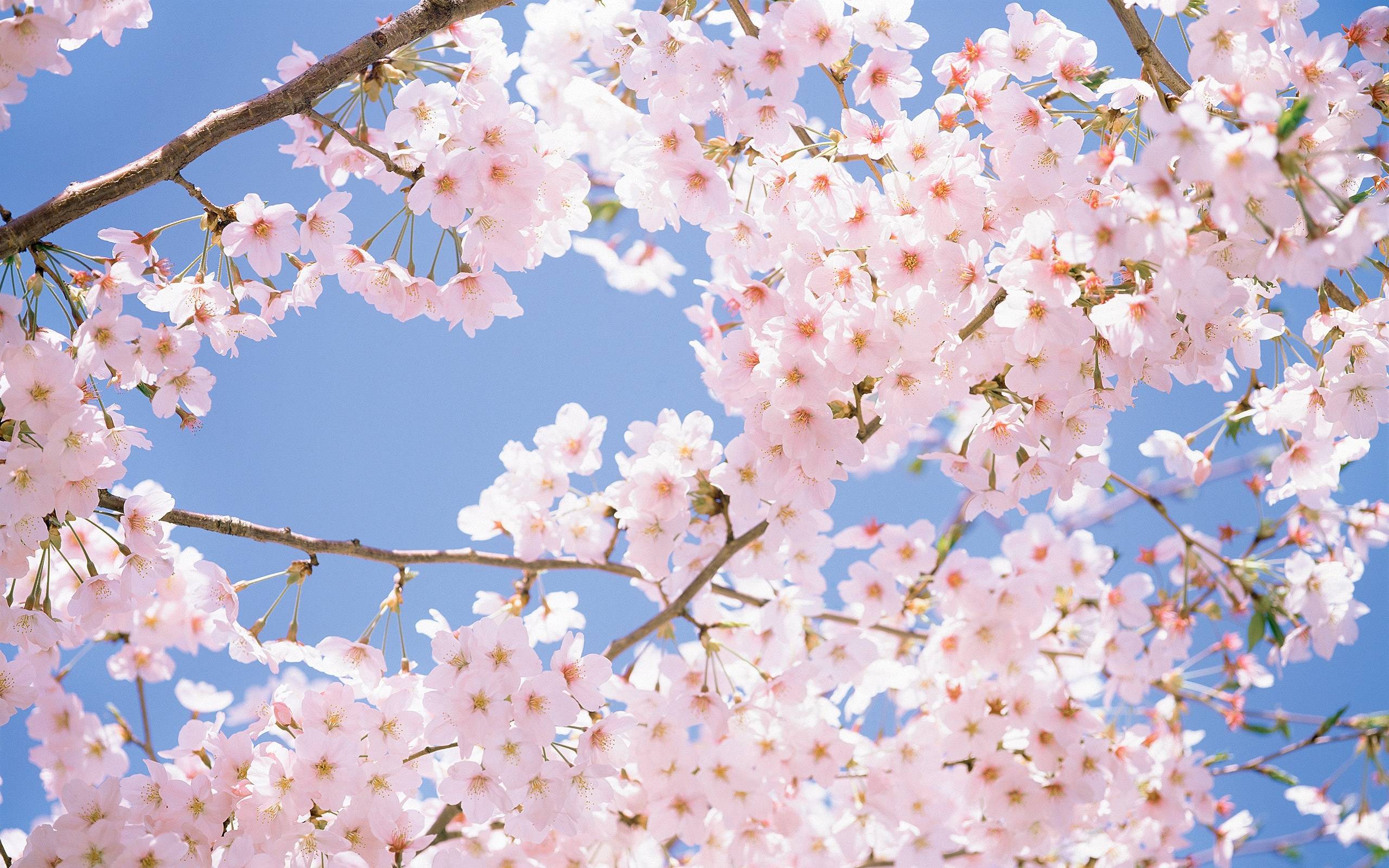 Cherry blossom wallpapers hd free download