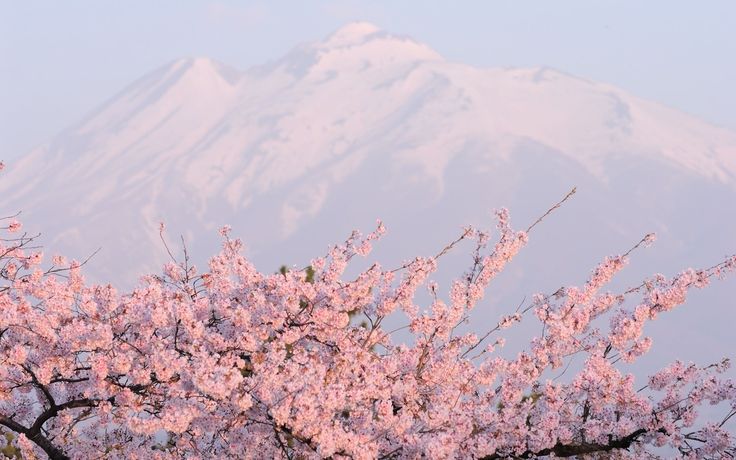 Cherry blossom tree with snow wallpapers