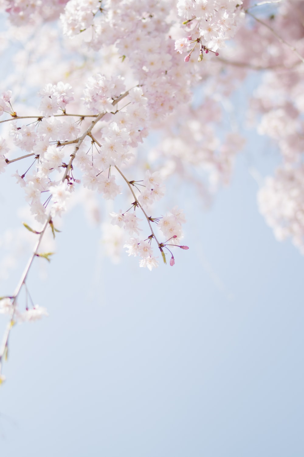 Cherry blossom wallpapers free hd download hq