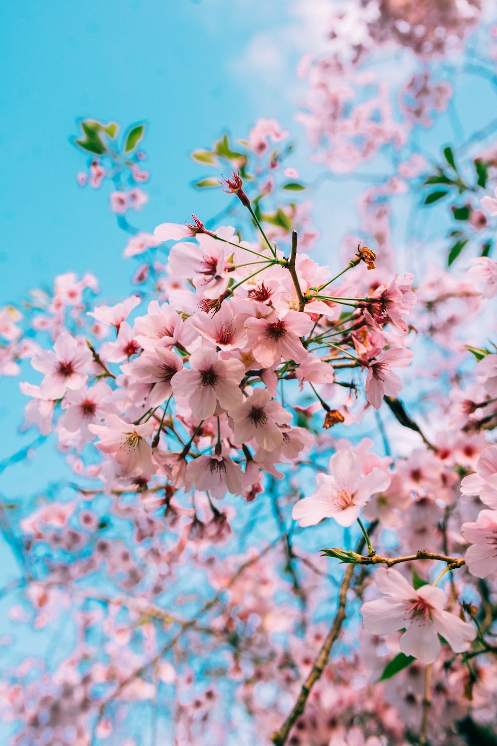 Cherry blossom pictures download free images on