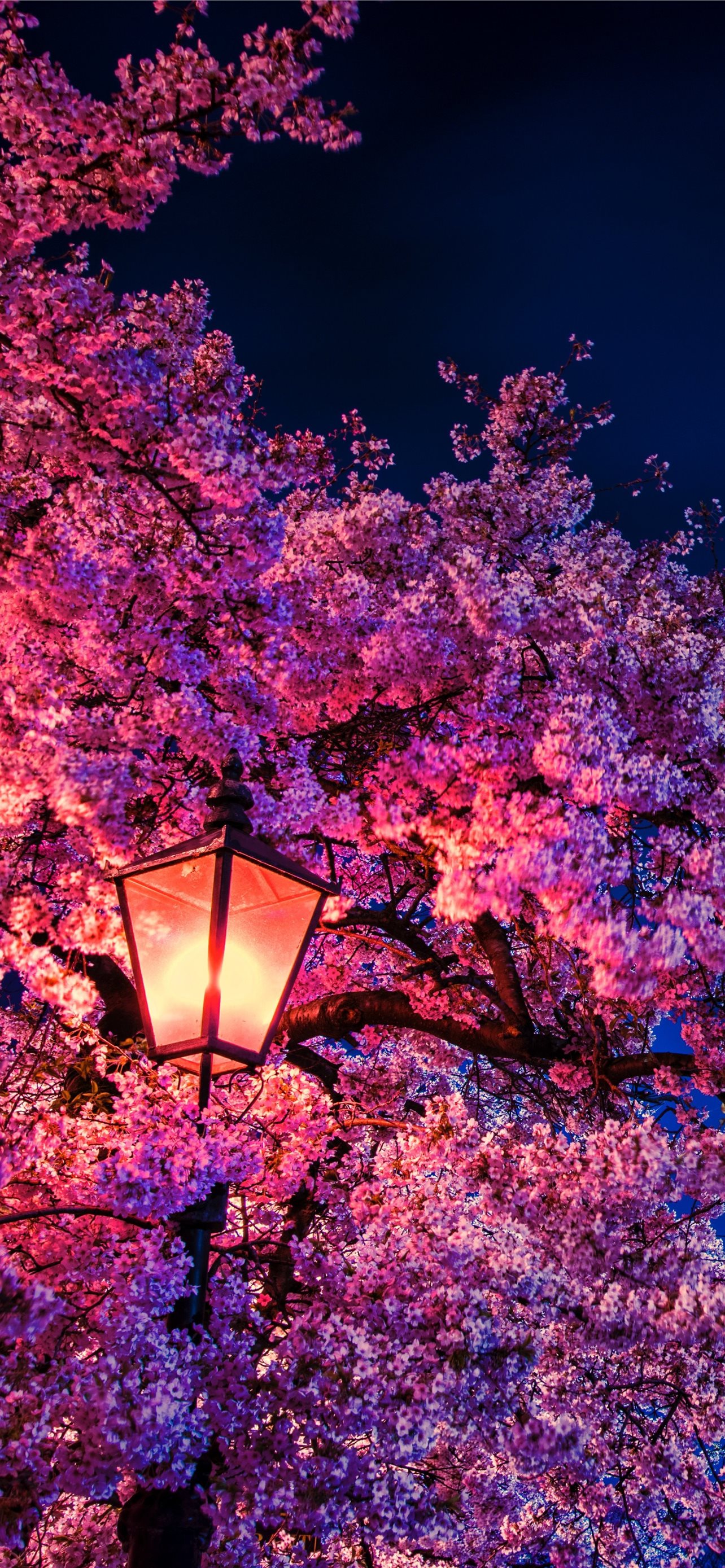 Best cherry blossoms iphone hd wallpapers