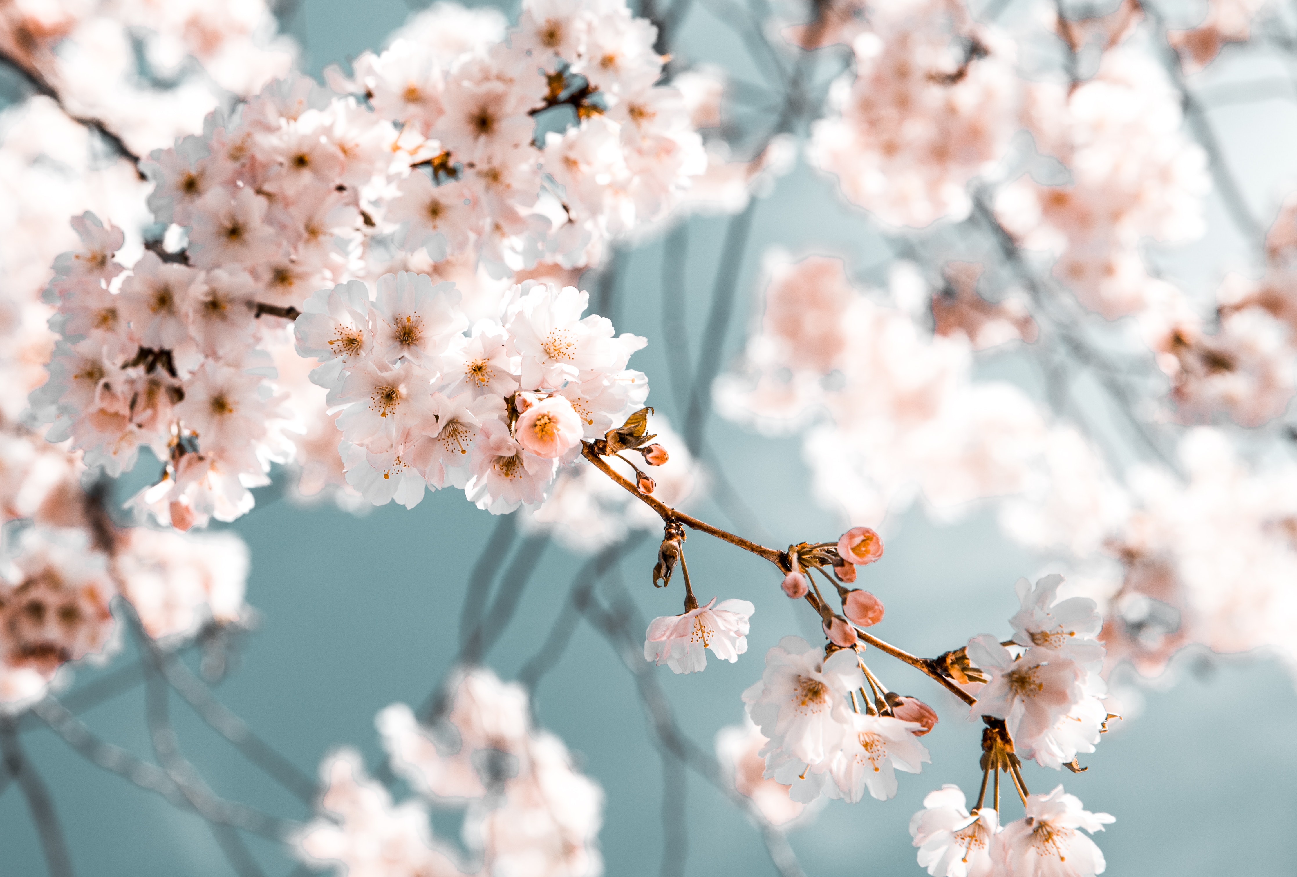 Cherry blossom wallpaper photos download free cherry blossom wallpaper stock photos hd images