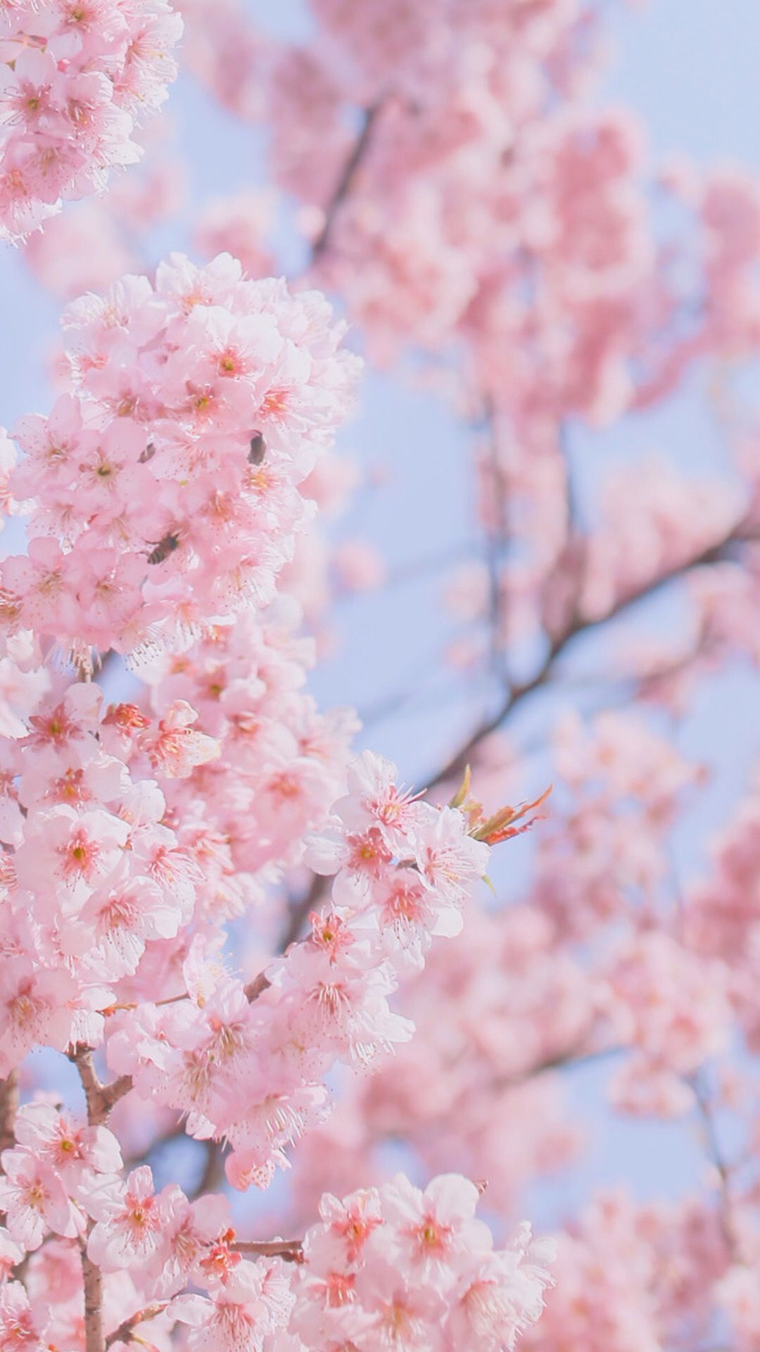 Cherry tree aesthetic wallpapers