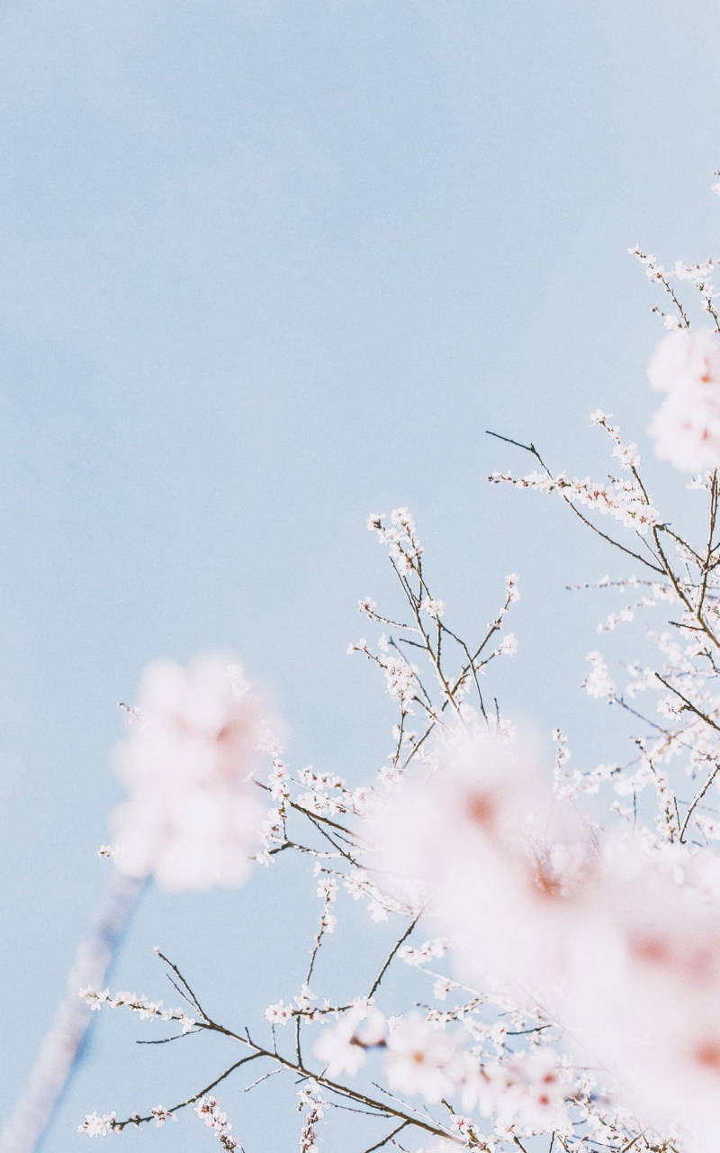 Download pastel aesthetic cherry blossom sky wallpaper