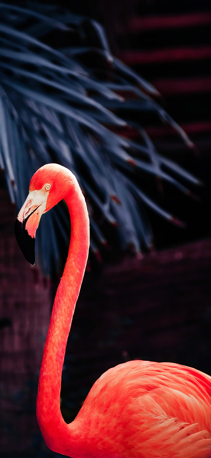 Download Free 100 + Flamingo Wallpapers