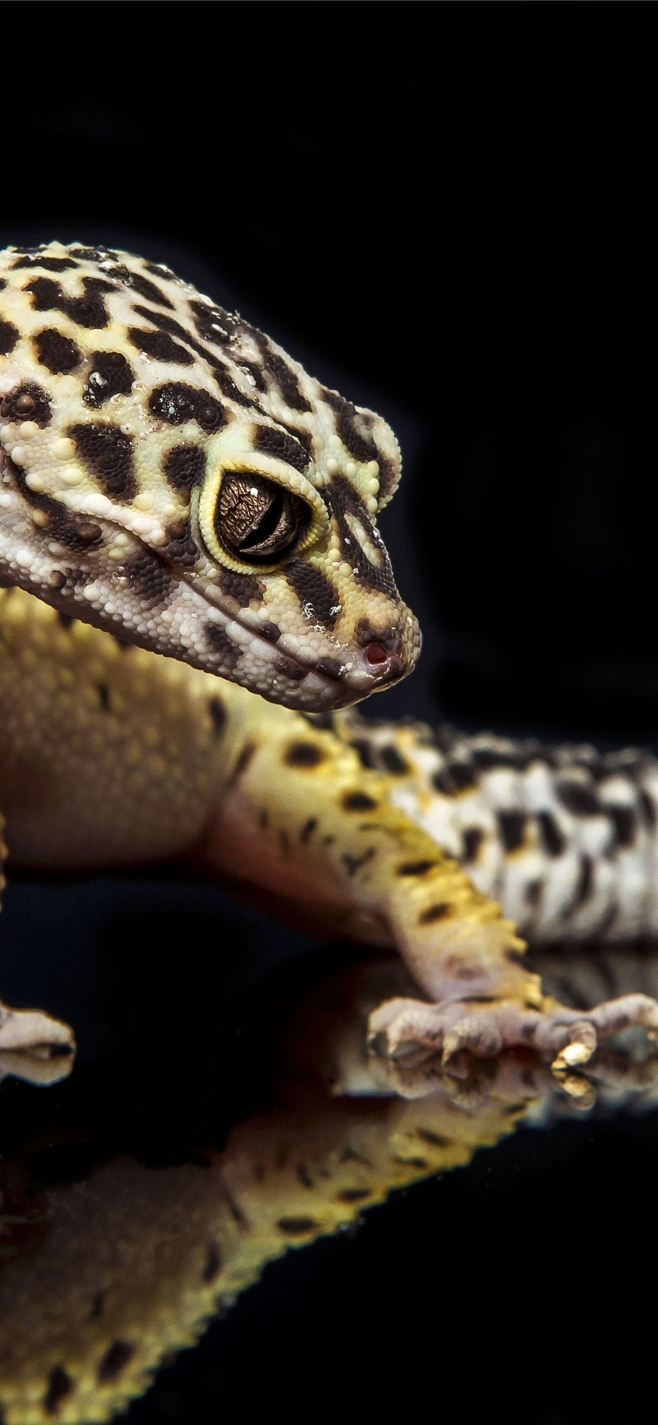 Gecko Wallpapers Top Free Gecko Backgrounds