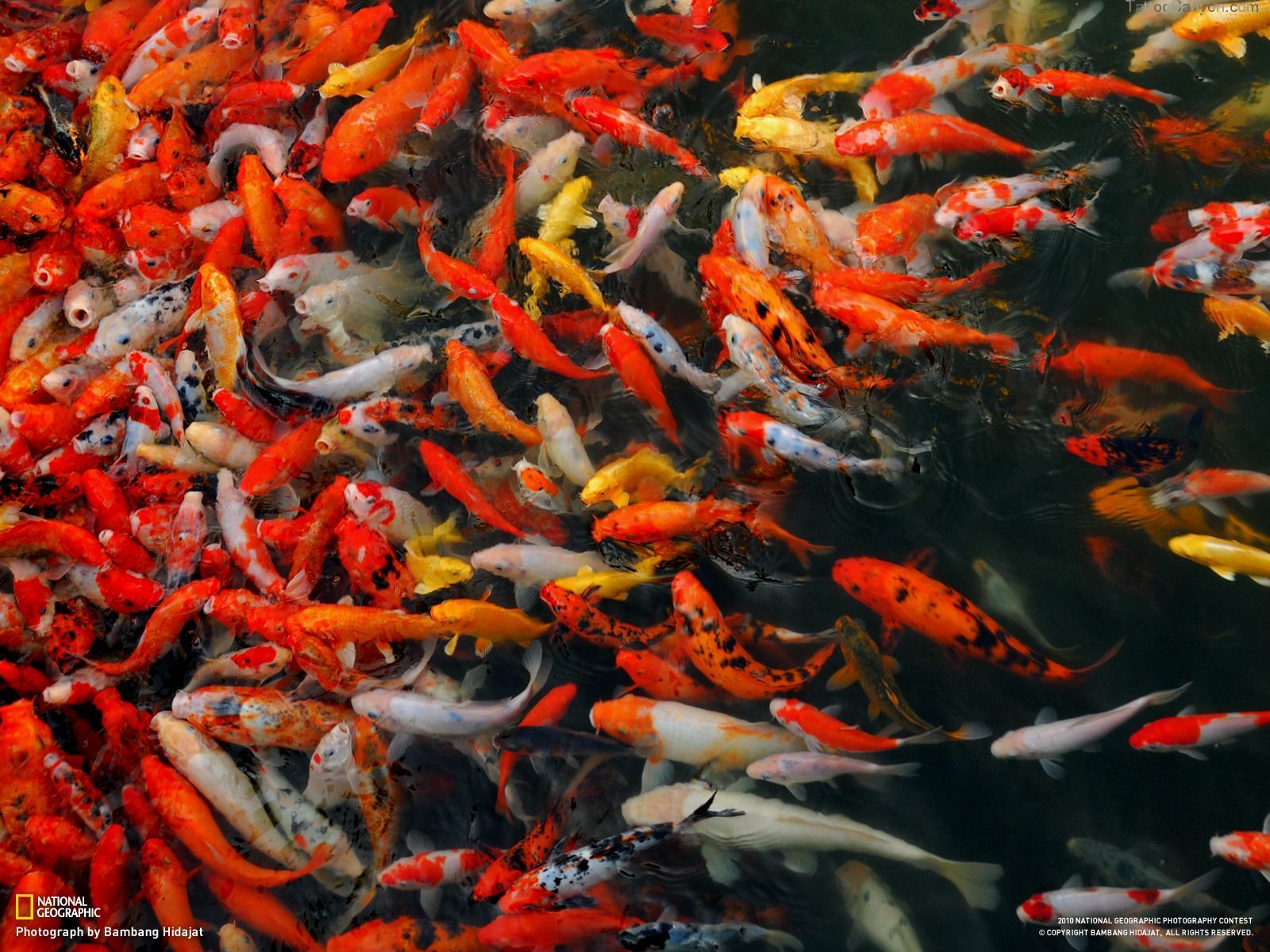 How to Breed Koi Fish: A Full Guide