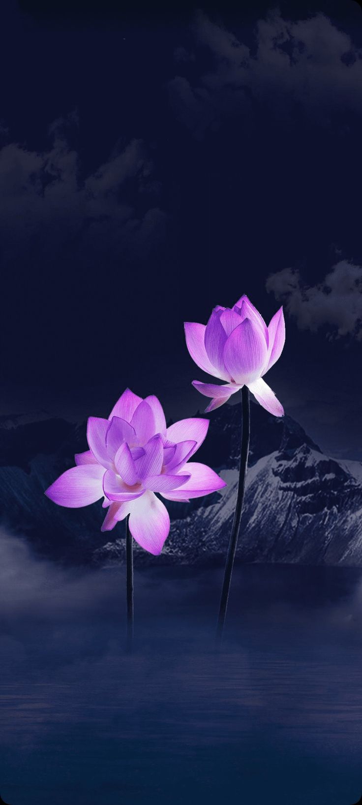 Lotus Lovers Poster Wallpapers