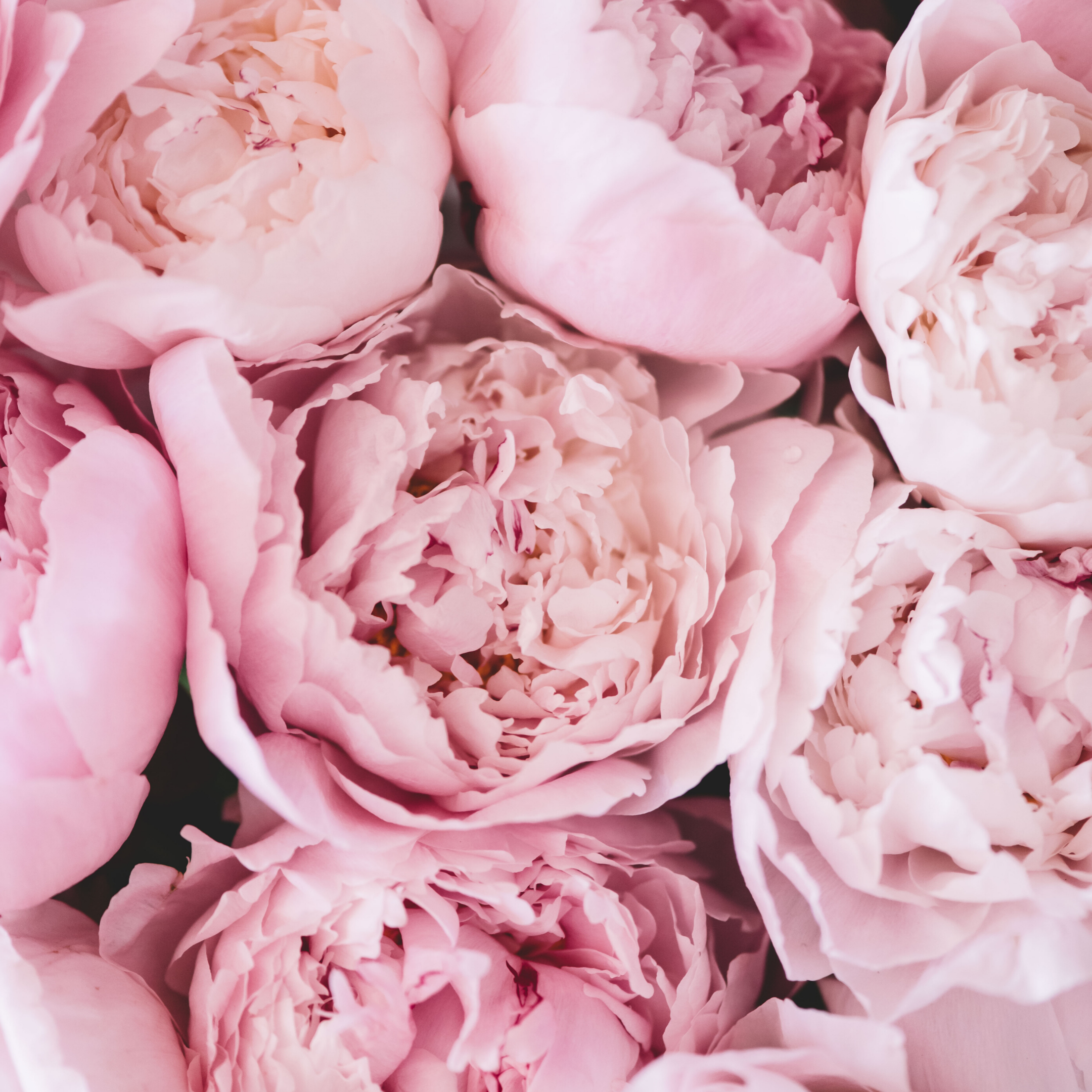 Blushy Light Pink Peonies, DIY Wedding Flowers