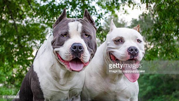 Unleash dialogue about pit bulls